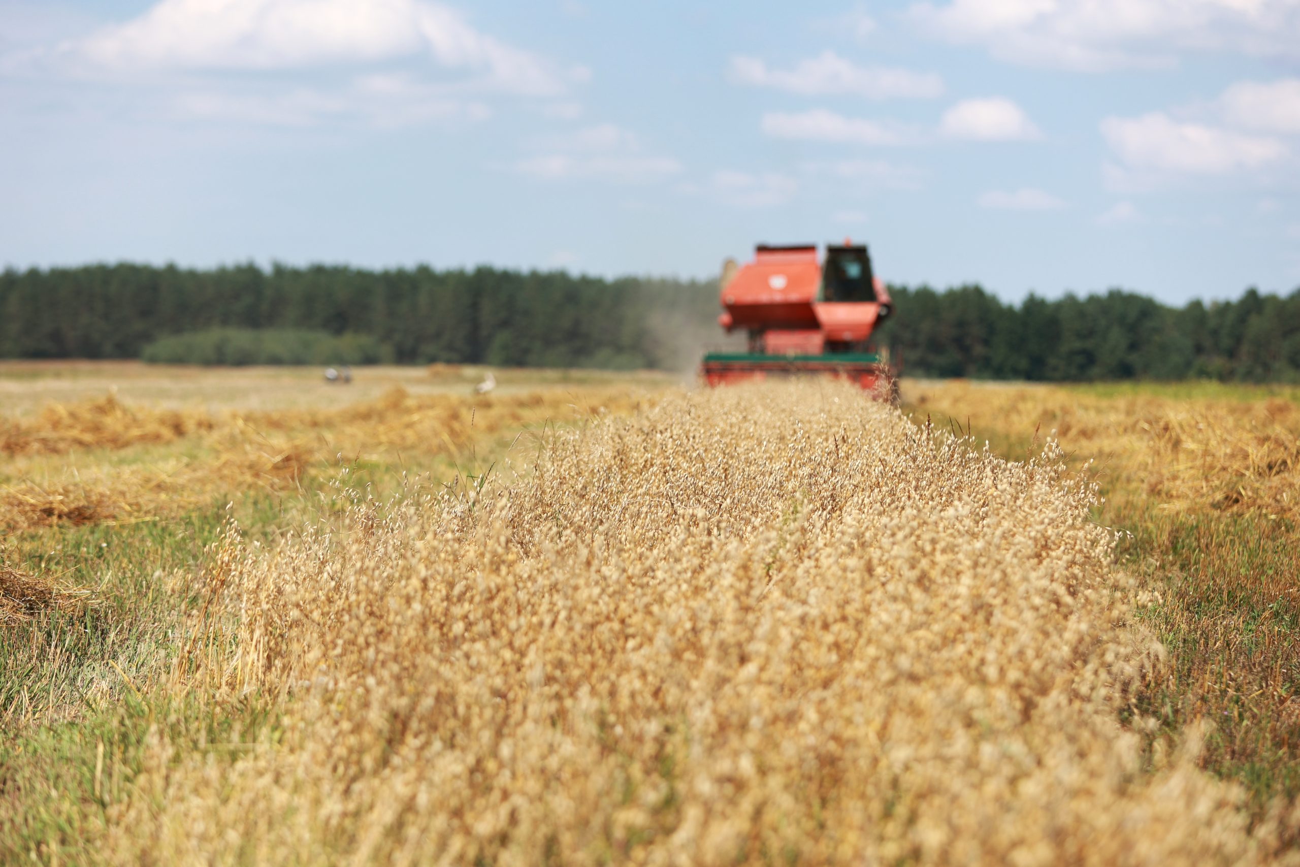 combine harvester driving through field collecting grain in summer. Harvesting of early grains and winter wheat. Agricultural machinery rides to camera collecting wheat. Cultivation of organic wheat