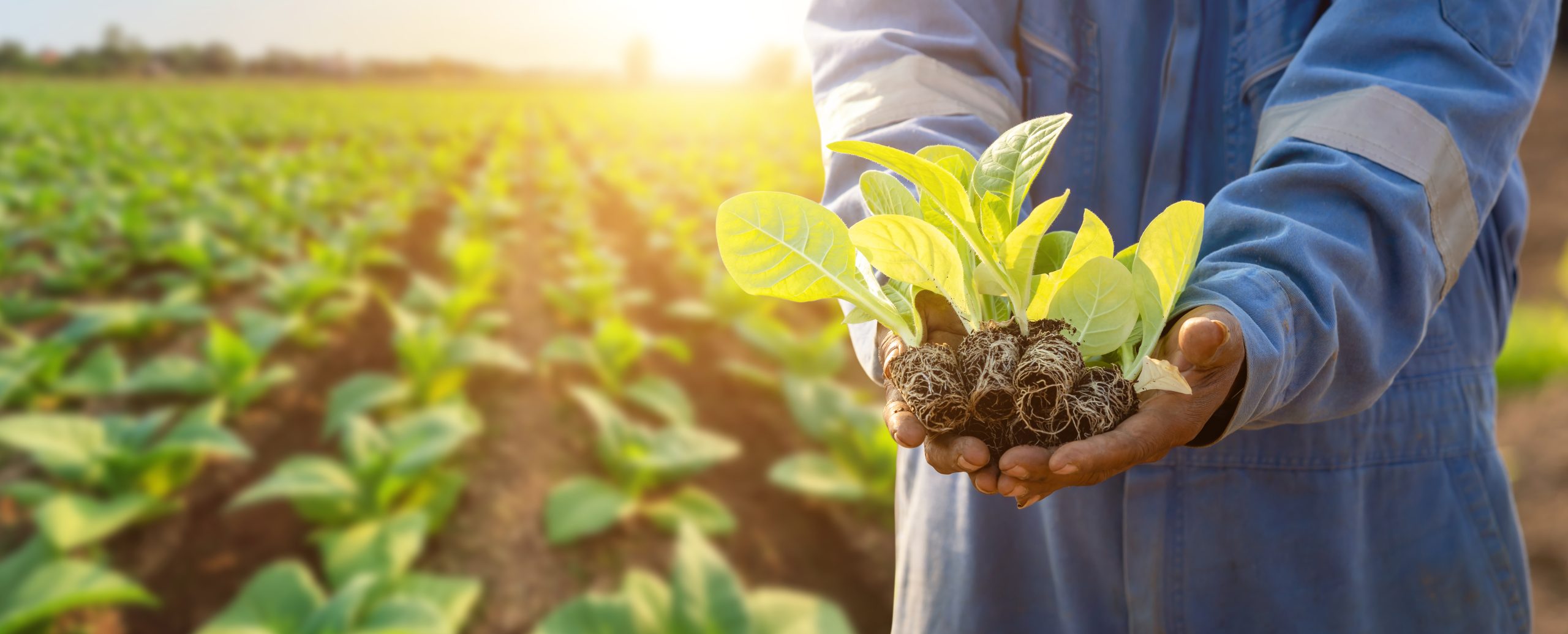 Hand of Thai agriculturist holding young of green tobacco in the field at northern of Thailand. Growth plant concept